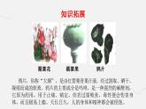 人教版 八年級歷史上冊 第一課《鴉片戰(zhàn)爭》課件+教案+練習題（含答案）