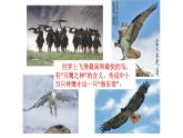 2020~2021学年七年级历史部编版下册第8课金与南宋的对峙课件
