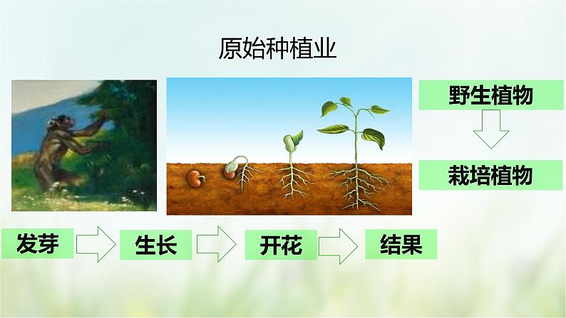 第2课  原始农耕生活-2021—2022学年七年级上册历史  同步课件（部编版）06