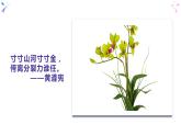 8.2 坚持国家利益至上-部编版道德与法治八年级上册 课件（共22张PPT）
