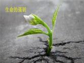 2020年初中道德与法治 七年级上册 10.1 感受生命的意义 精品课件 部编版全国