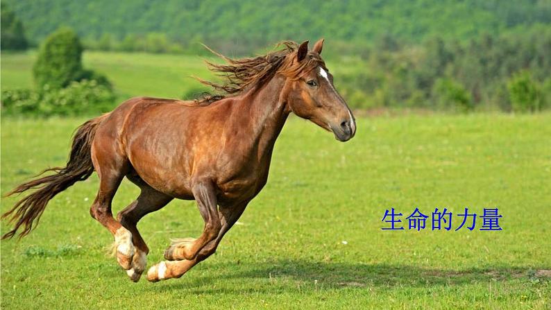 2020年初中道德与法治 七年级上册 10.1 感受生命的意义 精品课件 部编版全国第3页