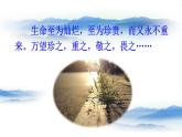 2020年初中道德与法治 七年级上册 10.1 感受生命的意义 精品课件 部编版全国