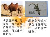 《做更好的自己》课件ppt课件