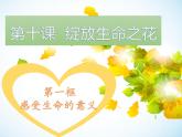 2021-2022学年部编版道德与法治七年级上册 10.1 感受生命的意义 课件（13张PPT）