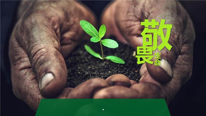 人教部编道德与法制七年级上册8.2敬畏生命 (2)ppt课件02