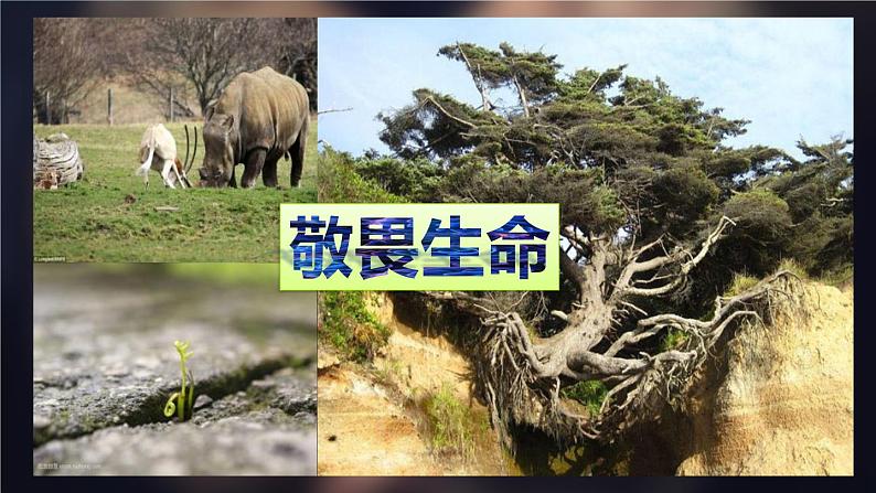 人教部编道德与法制七年级上册8.2敬畏生命 (2)ppt课件05