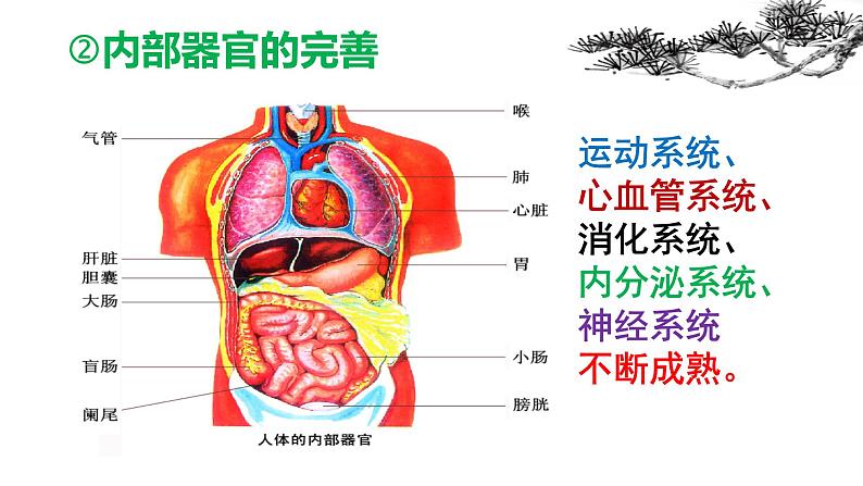 2021-2022学年统编版七年级下册 1.1 悄悄变化的我 课件（19张）第7页