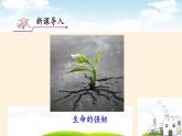 部编版道德与法治七年级上册 1 0.1   感受生命的意义(1)（课件）