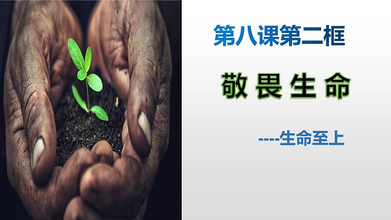 部编版道德与法治七年级上册 8 .2  敬畏生命--生命至上（课件）第3页
