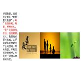 8.2 敬畏生命 课件-2022-2023学年部编版道德与法治七年级上册