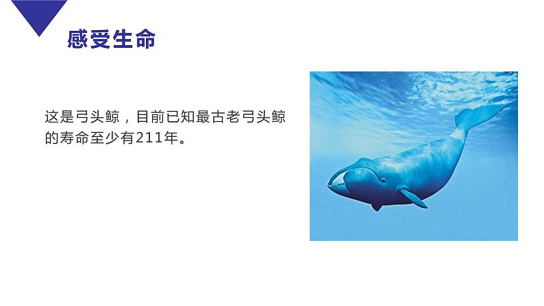 8.1 生命可以永恒吗 课件-2022-2023学年部编版道德与法治七年级上册第7页