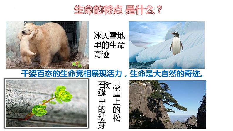 2022-2023学年部编版道德与法治七年级上册8.1+生命可以永恒吗+课件1第7页