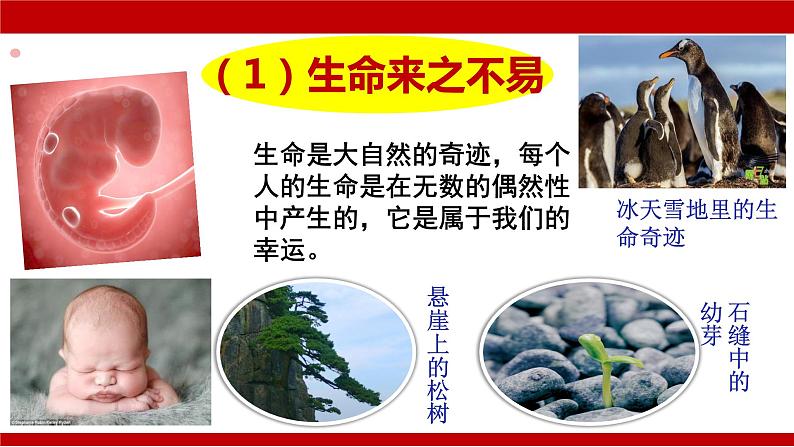 2022-2023学年部编版道德与法治七年级上册8.1+生命可以永恒吗+课件1第8页