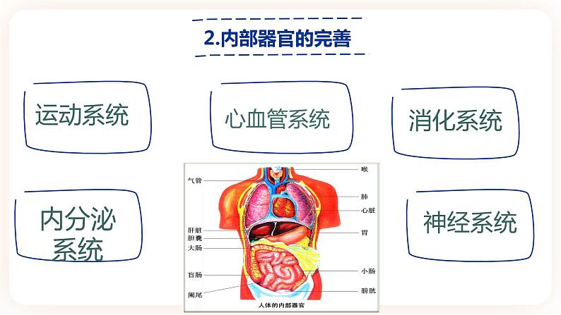 1.1《悄悄变化的我》课件第8页