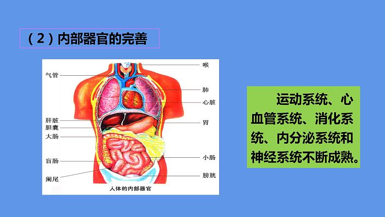 部编版七年级道德与法治下册--1.1.1 悄悄变化的我（课件1）08