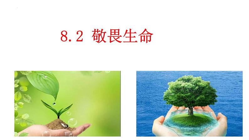 8.2 敬畏生命 课件 2023-2024上学期 七年级道德与法治 统编版第4页