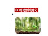 10.1+感受生命的意义+课件-2023-2024学年统编版道德与法治七年级上册