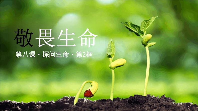 8.2+敬畏生命+课件-2023-2024学年统编版道德与法治七年级上册 (4)第1页