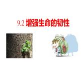 9.2+增强生命的韧性+课件-2023-2024学年统编版道德与法治七年级上册 (2)