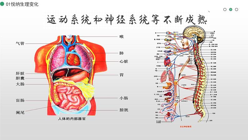 1.1 悄悄变化的我  课件-2023-2024学年统编版道德与法治七年级下册07