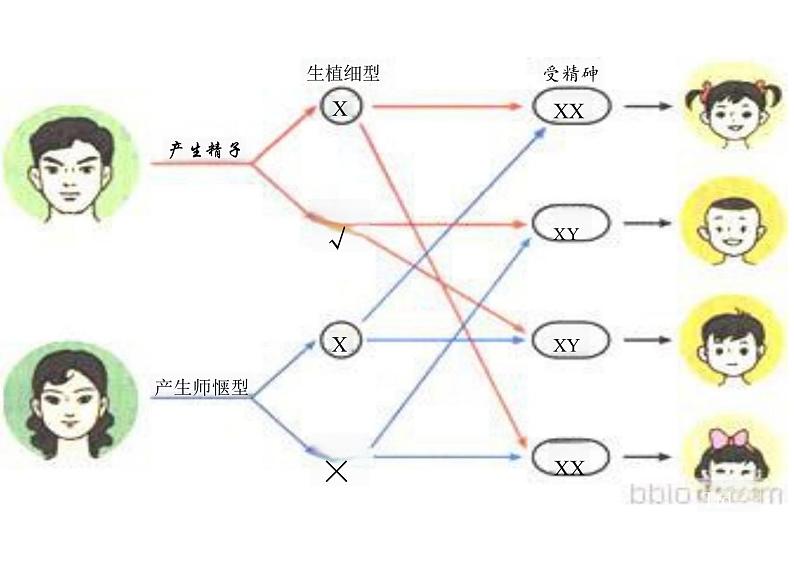 2.1+男生女生+课件-2023-2024学年统编版道德与法治七年级下册 (2)第6页