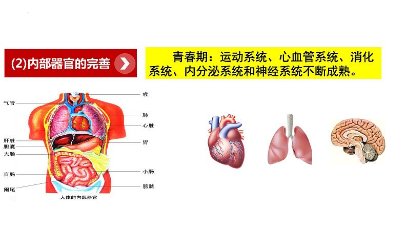 1.1+悄悄变化的我+课件-2023-2024学年统编版道德与法治七年级下册 (4)第8页