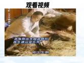 （人教版2024）七年级道德与法治上册 1.2 规划初中生活  同步课件+教案+导学案+同步练习+素材