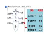 初中道德与法治新人教版七年级上册第一单元第1课第1框《奏响中学序曲》教学课件（2024秋）