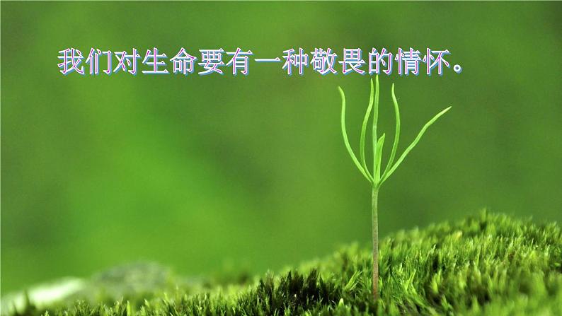 初中道德与法治新人教版七年级上册第三单元第8课第2课时《敬畏生命》教学课件（2024秋）06