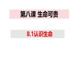 8.1 认识生命 课件-2024-2025学年统编版道德与法治七年级上册
