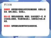 8.2敬畏生命 道德與法治七年級上冊同步課件（ 人教版2024）
