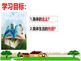 7.1集体生活成就我（课件）2024-2025学年七年级道德与法治上册（统编版