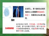 8.1 认识生命2024-2025学年部编版道德与法治七年级上册课件