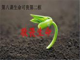 统编版道德与法治七年级上册 8.2《敬畏生命》课件