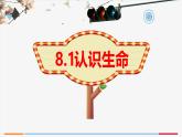 8.1 认识生命 课件-2024-2025学年统编版道德与法治七年级上册