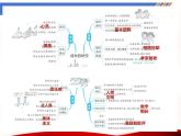 8.1 认识生命（课件）-2024-2025学年七年级道德与法治 （统编版2024）