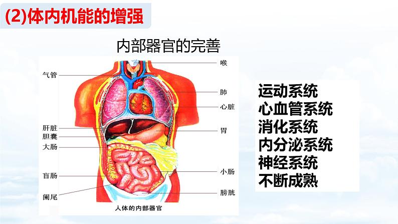 1.1 青春的邀约（教学 课件）2024-2025学年道德与法治 七年级下册  统编版第6页