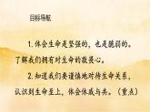 8.2《敬畏生命》课件