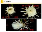 10.1 感受生命的意义 课件-部编版道德与法治七年级上册（共30张PPT）