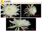 10.1 感受生命的意义 课件-部编版道德与法治七年级上册（共30张PPT）