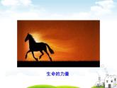 10.1感受生命的意义--七年级道德与法制上册 课件