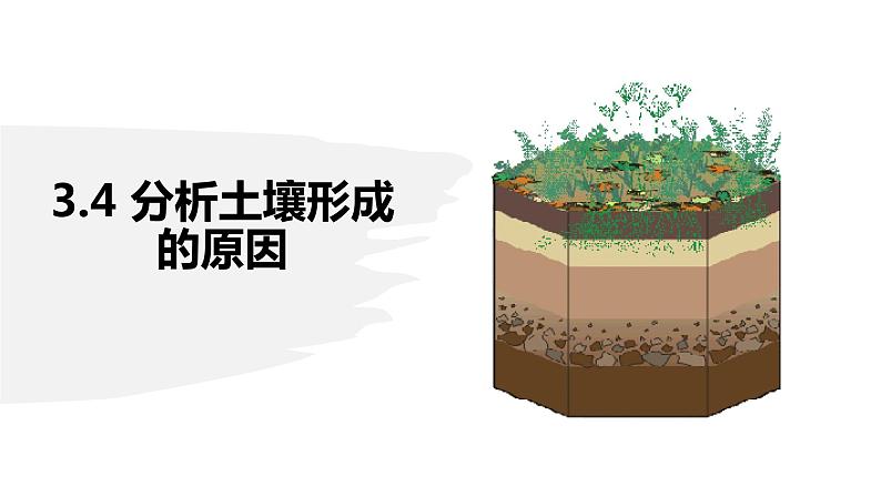 3.4 分析土壤形成的原因（精品课件）鲁教版地理2019必修第一册）03