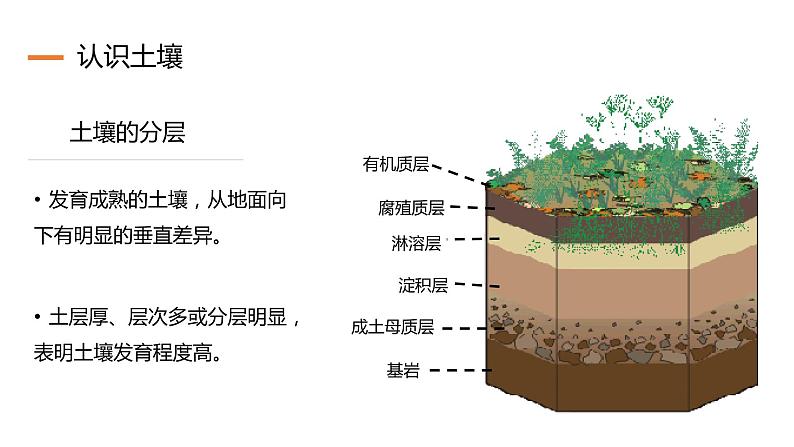 3.4 分析土壤形成的原因（精品课件）鲁教版地理2019必修第一册）06