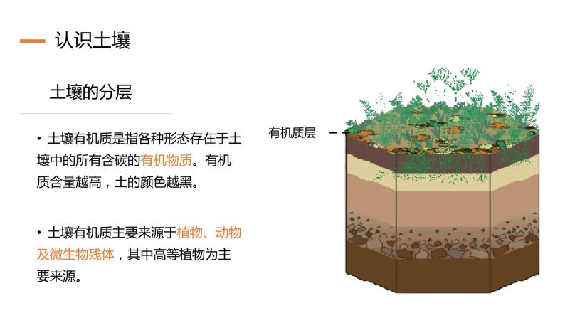 3.4 分析土壤形成的原因（精品课件）鲁教版地理2019必修第一册）07