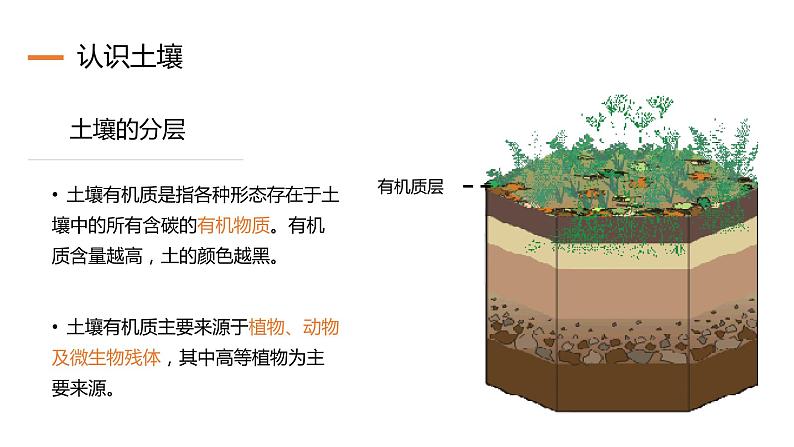 3.4 分析土壤形成的原因（精品课件）鲁教版地理2019必修第一册）07