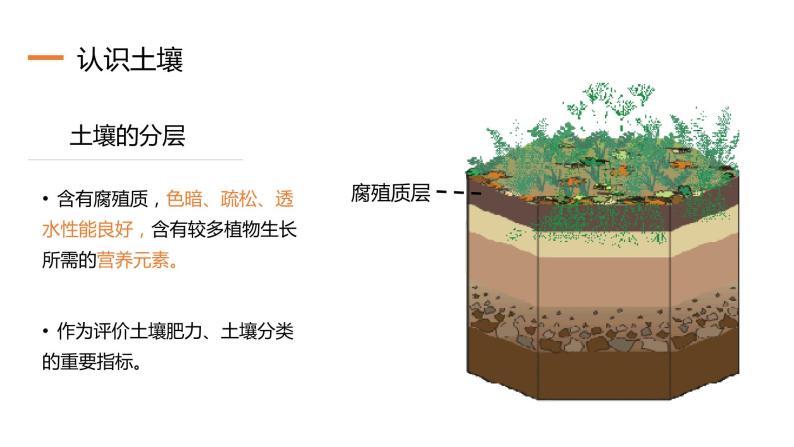 3.4 分析土壤形成的原因（精品课件）鲁教版地理2019必修第一册）08