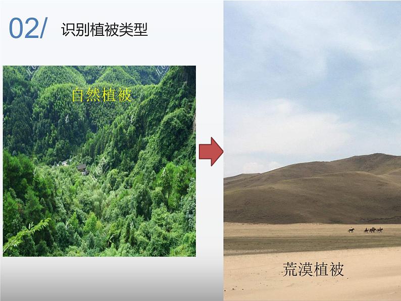 专题2.3 生物圈与植被（课件）-2019-2020学年高一地理必修第一册轻松备课（鲁教版2019）(共55张PPT)05