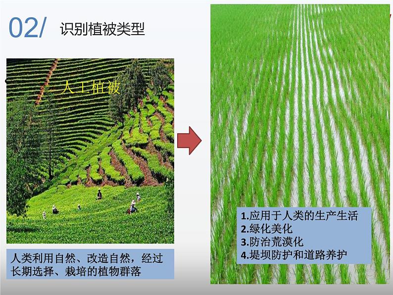 专题2.3 生物圈与植被（课件）-2019-2020学年高一地理必修第一册轻松备课（鲁教版2019）(共55张PPT)06