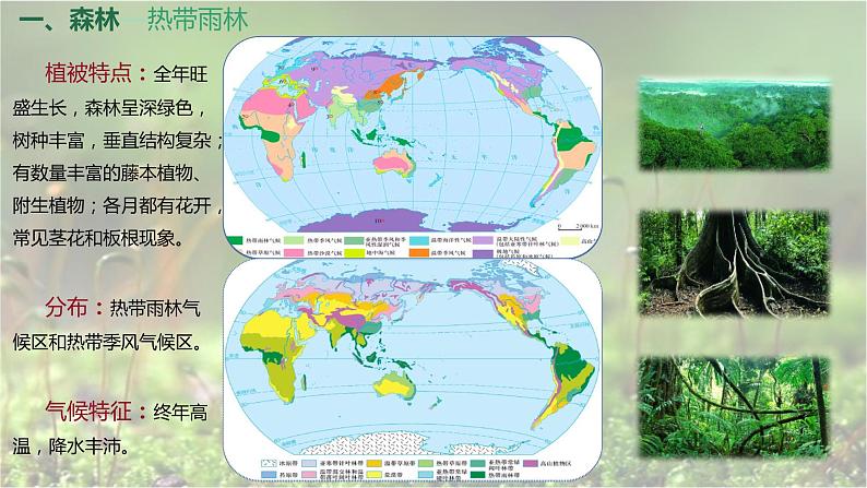 人教版2019高中地理必修一5.1-2 植被（第二课时）森林、草原和荒漠 1课件06